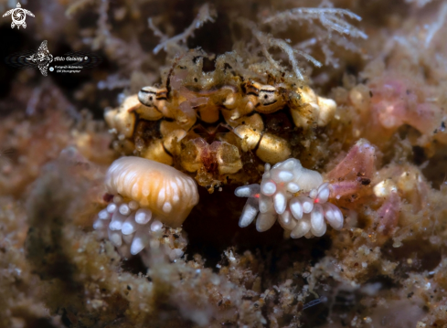 A Decorator Boxer Crab