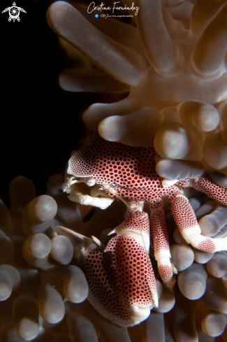 A Porcelain crab