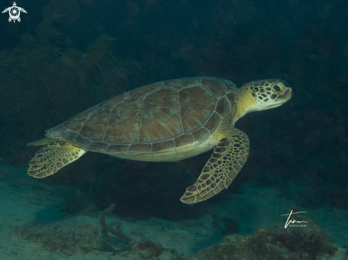 A Chelonia mydas | Green Seaturtle