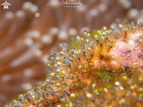 A Amphiprion clarkii | Clownfish