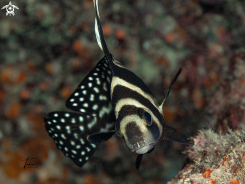 A Equetus punctatus | Spotted Drum