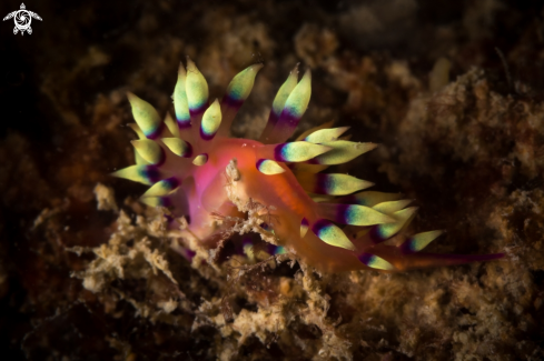 A Flabellina nudibranch