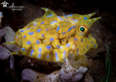 A Lactoria fornasini (Bianconi, 1846) | Cowfish