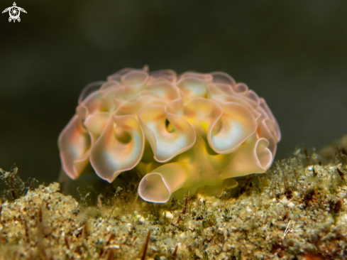 A Lettuce Seaslug