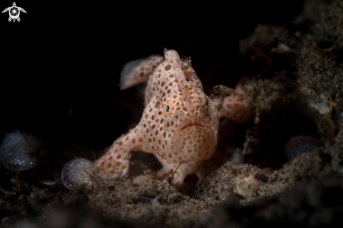 A Painted frogfish