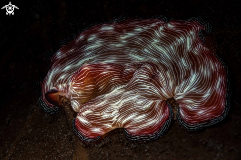 A Pseudobiceros fulgor | Marine flatworm