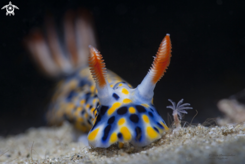 A Hypselodoris influcata | Hypselodoris influcata