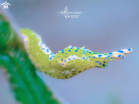 A Oxynoe viridis (Pease, 1861) | Oxinoe Seaslug