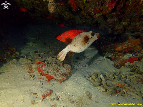 A Cephalopholis miniata (rear) and Arothron nigropunctatus (front) | Pesce Palla e Cernia Corallina 