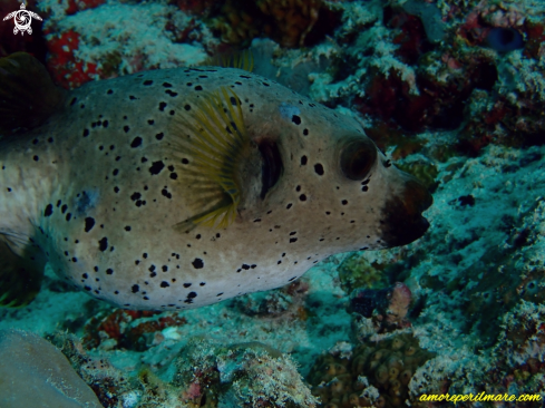 A Arothron nigropunctatus | Pesce Palla 