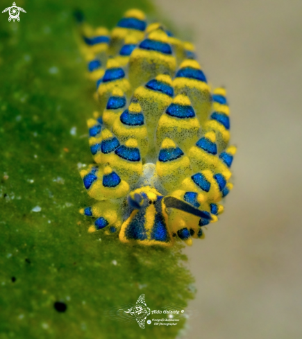 A Costasiela sp. | Leaf slug or Leaf sheep (5 mm - 0.20 in) 
