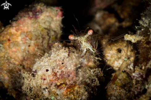 A Glass shrimp