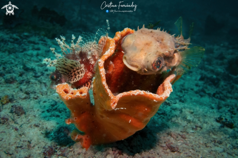 A Dendrochirus brachypterus (L) -  Diodon holocanthus (R) |  Shortfin Lionfish- Longspined Porcupinefish 