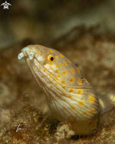 A Myrichthys breviceps | Sharptail Snake eel