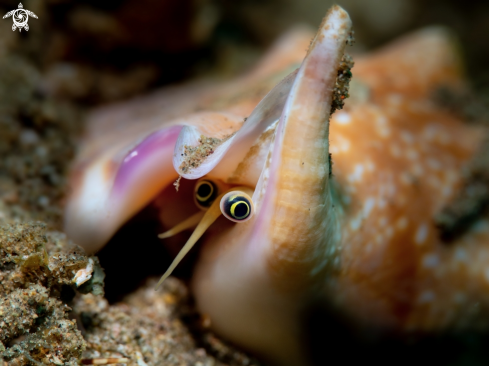 A Euprotomus bulla (Röding, 1798) | Bubble Conch