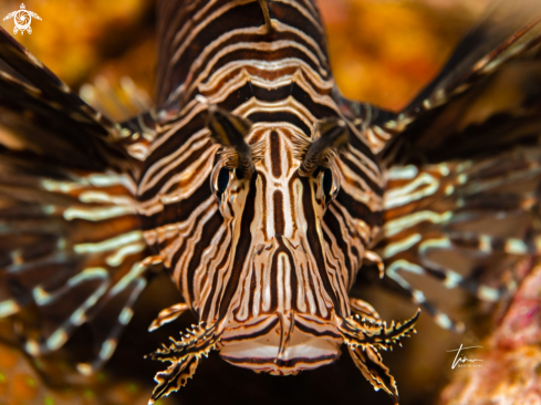 A Pterois volitans | Red Lionfish