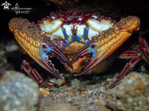 A Charybdis (Charybdis) natator (Herbst, 1794) | Crab