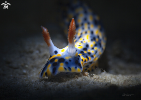 A Hypselodoris influcata