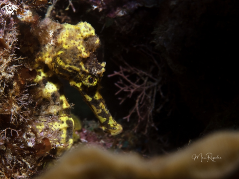 A Longsnout Seahorse