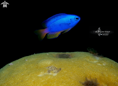 A Pomacentrus auriventris (Allen, 1991) | Damselfish