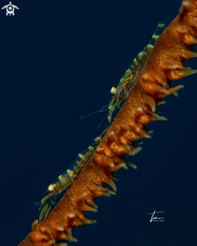 A Pseudopontonides principis | Wirecoral shrimp