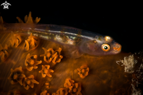 A Bryaninops erythrops | Coral goby