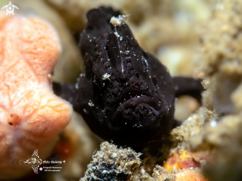 A Antennarius pictus (Shaw, 1794)  | Frogfish