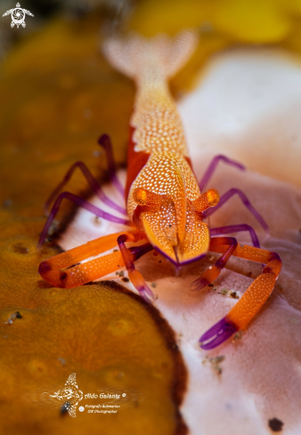 A Zenopontonia rex (Kemp, 1922) | Emperor Shrimp