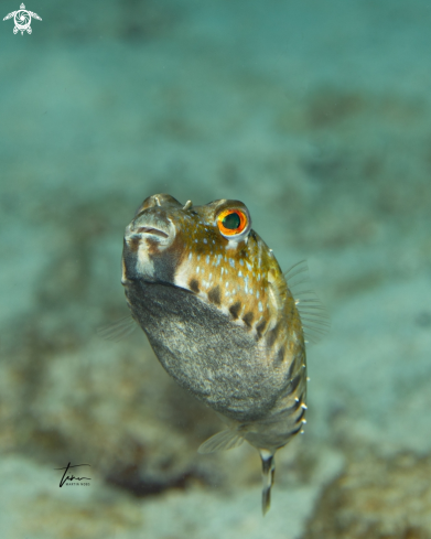 A Bandtail Pufferfish