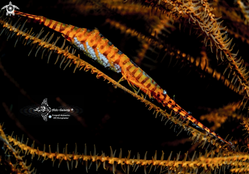 A Tozeuma armatum Paulson, 1875 | Banded Tozeuma Shrimp whit Eggs