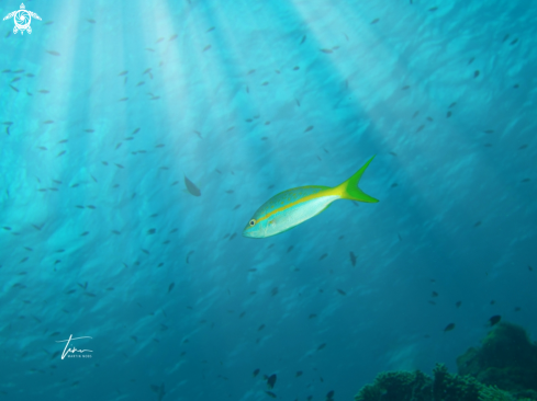 A Ocyurus chrysurus | Yellowtail Snapper