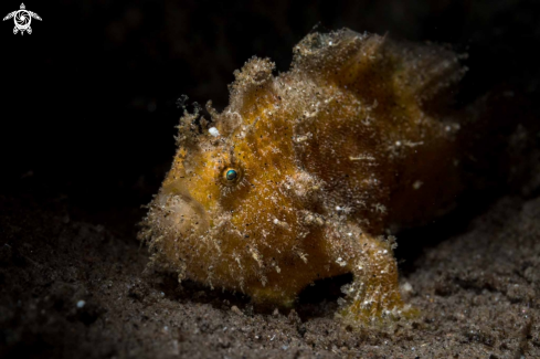 A Frogfish