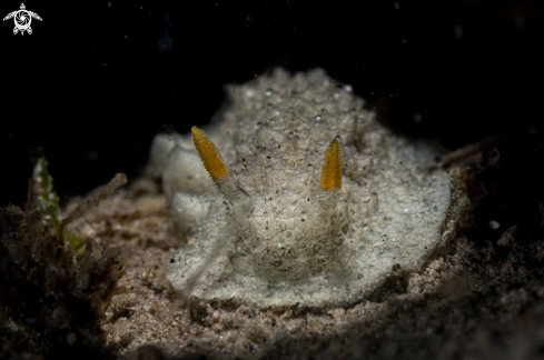 A Otinodoris sp.