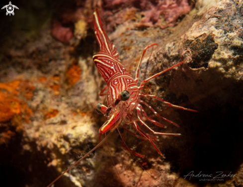 A Durban dancing shrimp