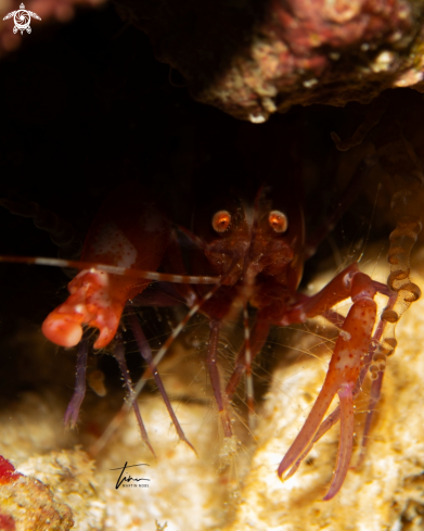 A Alpheus immaculatus | Snapping Shrimp