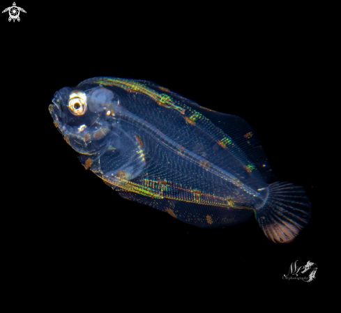 A Flounder larvae 