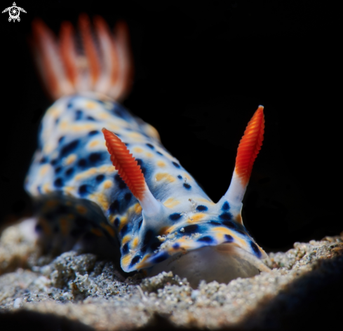 A Hypselodoris infucata