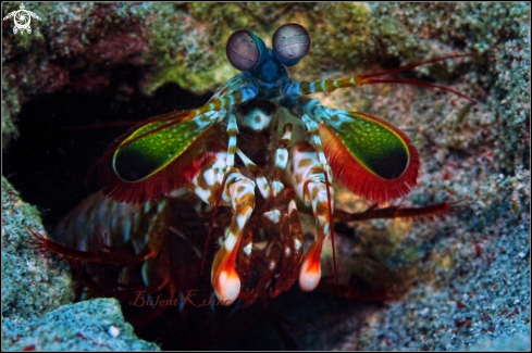 A Mantis Shrimp