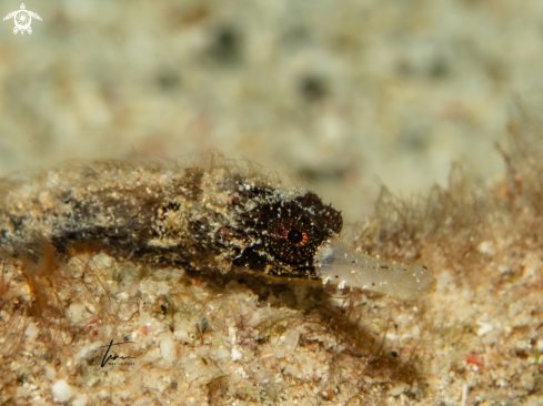 A Cosmocampus albirostris | Whitenose Pipefish
