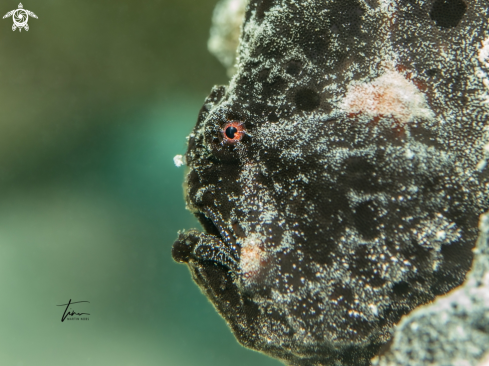 A Antennarius multiocellatus | Frogfish