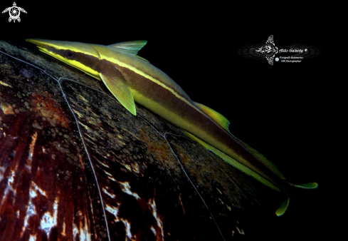 A Echeneis naucrates Linnaeus, 1758 | Remora