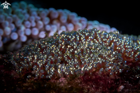 A Amphiprion frenatus | Eggs