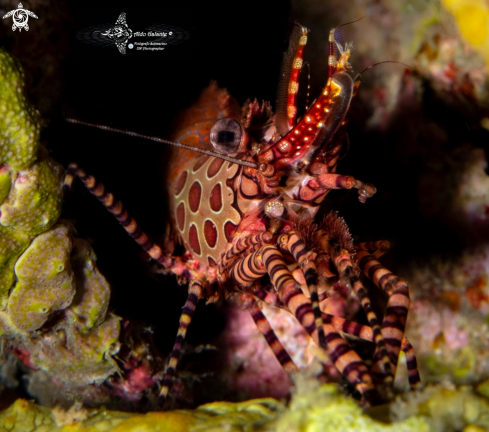 A Marbled Shrimp