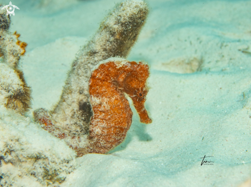 A Hippocampus reidi | Seahorse