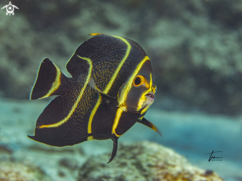 A Pomacanthus paru | French Angelfish