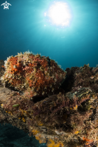 A frog fish