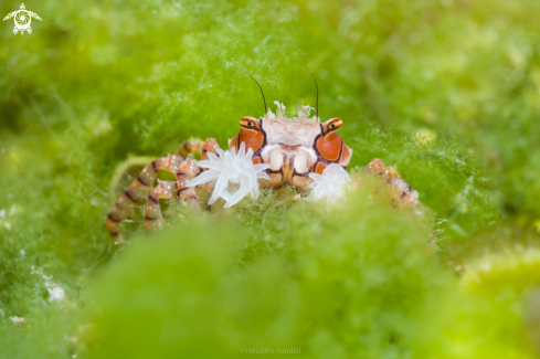 A boxer crab