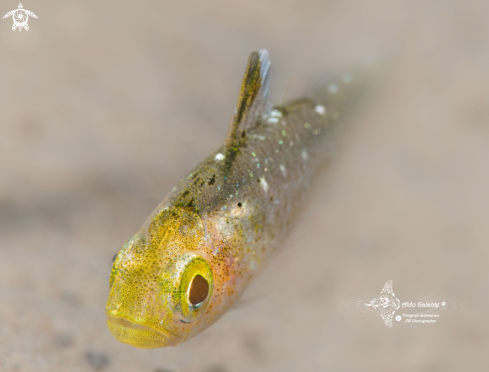 A Cardinal Fish