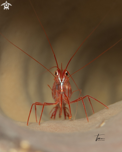 A Lysmata pederseni | Peppermint Shrimp