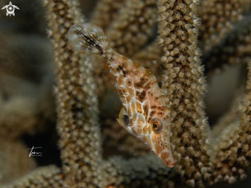 A Monacanthus tuckeri | Slender Filefish